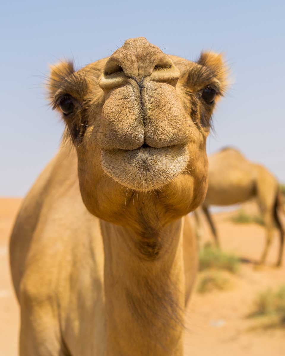 You are currently viewing 10 Best Things to do in Fez, Morocco