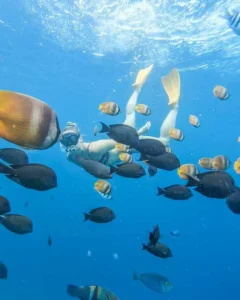 Read more about the article 10 Best Things to do in Bonaire 