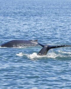 Read more about the article The Best Alaska Cruise Excursions: For Every Port of Call