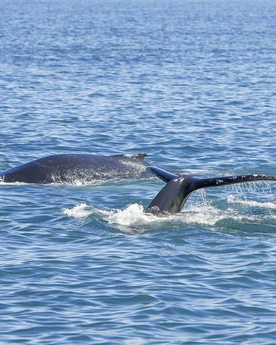 Read more about the article The Best Alaska Cruise Excursions: For Every Port of Call