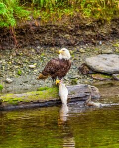 Read more about the article The 12 Best Ketchikan Shore Excursions For Every Port of Call