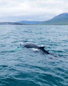 Read more about the article 10 Best Things to do in Akureyri, Iceland