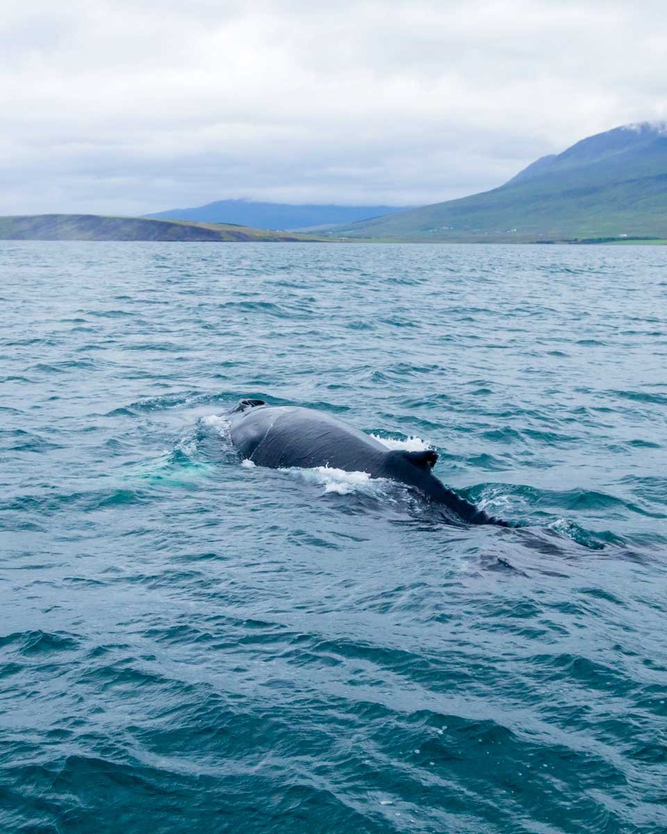 Read more about the article 10 Best Things to do in Akureyri, Iceland