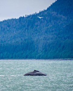 Read more about the article The 12 Best Juneau Shore Excursions For Your Port of Call