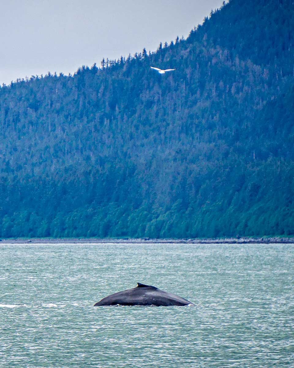 Read more about the article The 12 Best Juneau Shore Excursions For Your Port of Call