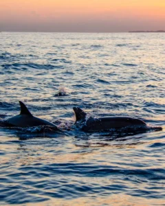 Read more about the article How to Spend THREE Days in Virginia Beach, Virginia: 3-Day Itinerary